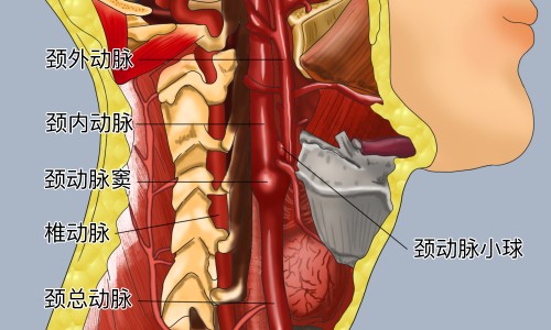 小苏打的吃法网—知名的食用小苏打的正确吃法网站,分享小苏打怎么做食物知识